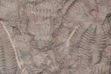 Ordovician Trilobite Mortality Plate - Tafraoute, Morocco #218715-1